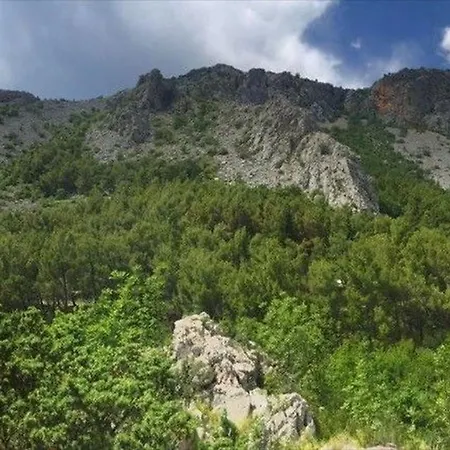 Vinko